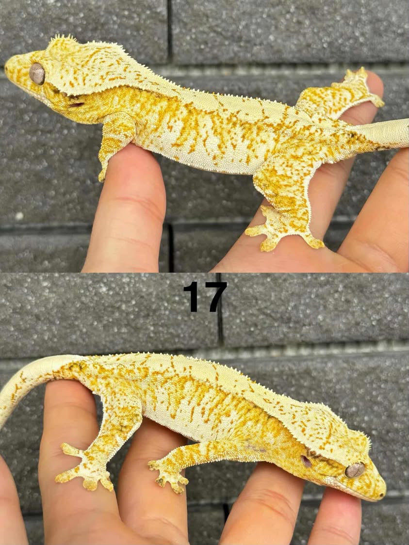 TikisGeckos 向爬上癮購入的 SPT 17 號乸