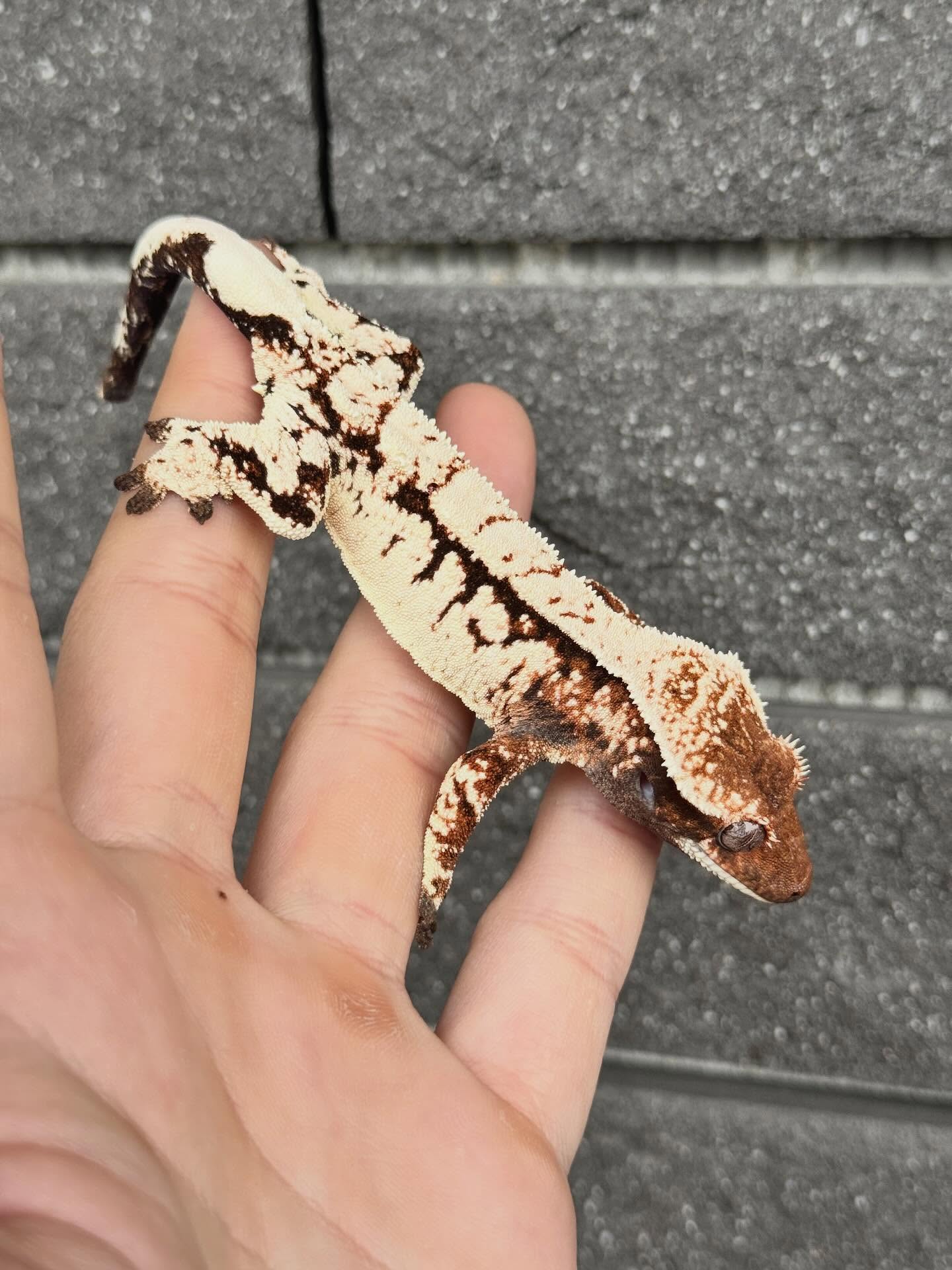 SPT Sable 睫角守宮原訪圖片